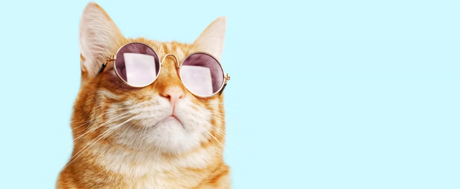 dia del gato en mexico