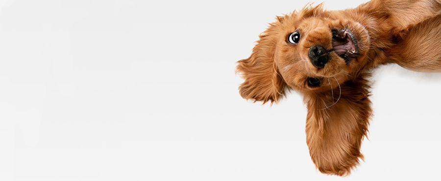 feliz dia del perro