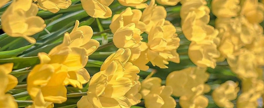flores amarillas dibujos